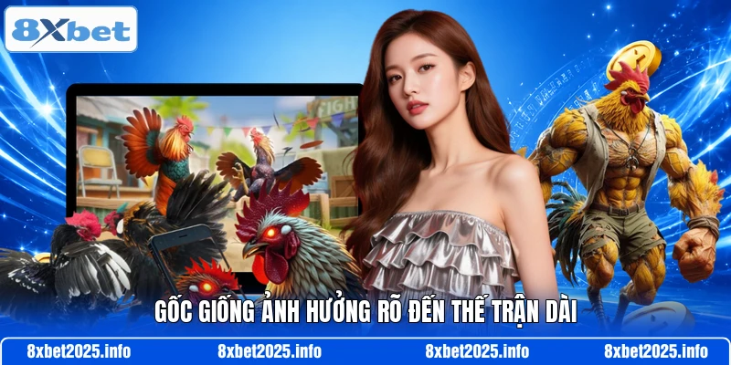 Gốc giống ảnh hưởng rõ đến thế trận dài
